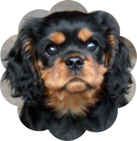 Cavelier dog graphics
