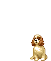 Cavelier dog graphics