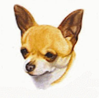 Chihuahua dog graphics