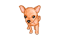 Chihuahua dog graphics