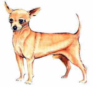 Chihuahua dog graphics