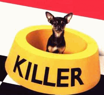 Chihuahua dog graphics