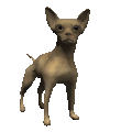 Chihuahua dog graphics