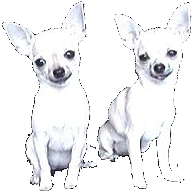 Chihuahua dog graphics