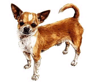 Chihuahua dog graphics