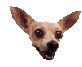 Chihuahua dog graphics