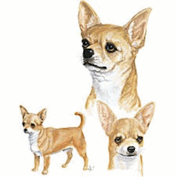 Chihuahua dog graphics