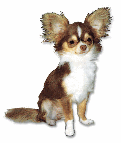 Chihuahua dog graphics