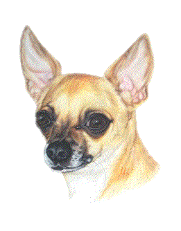 Chihuahua dog graphics
