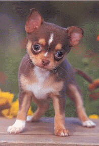 Chihuahua dog graphics