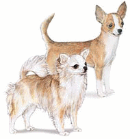 Chihuahua dog graphics