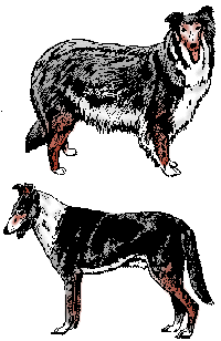 Collie dog graphics