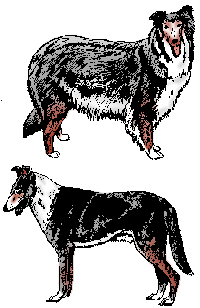 Collie dog graphics