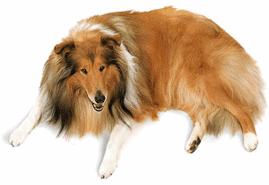 Collie dog graphics