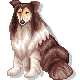 Collie dog graphics