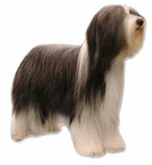Collie dog graphics