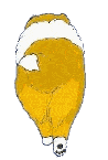 Collie dog graphics