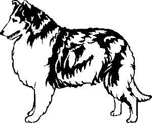 Collie dog graphics