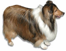 Collie dog graphics