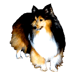 Collie dog graphics