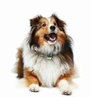 Collie dog graphics