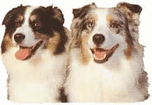 Collie dog graphics