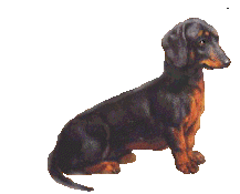 Dachshund dog graphics