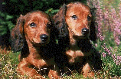 Dachshund dog graphics