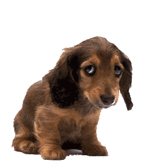 Dachshund dog graphics
