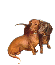Dachshund dog graphics