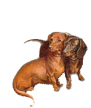 Dachshund dog graphics