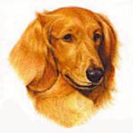 Dachshund dog graphics