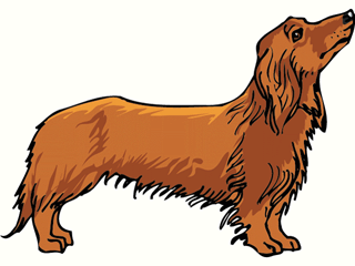 Dachshund