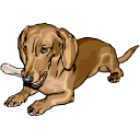 Dachshund dog graphics