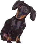 Dachshund dog graphics