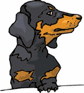 Dachshund