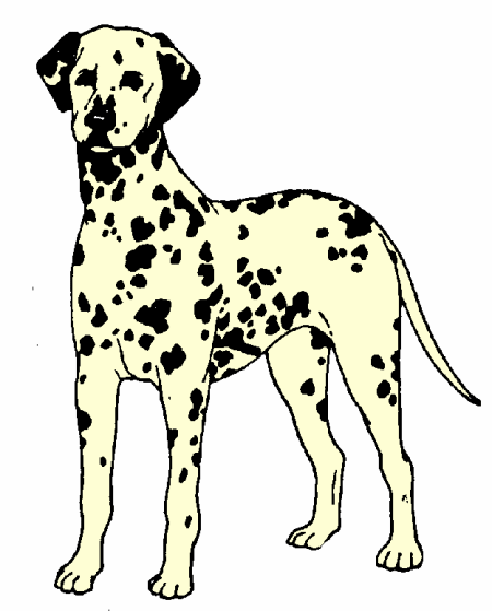 Dalmatian