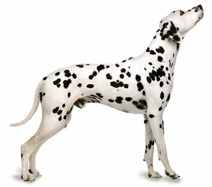 Dalmatian