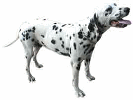 Dalmatian dog graphics