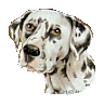 Dalmatian dog graphics