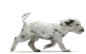 Dalmatian dog graphics