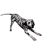 Dalmatian dog graphics