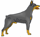 Dobermann dog graphics