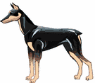 Dobermann