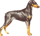 Dobermann dog graphics