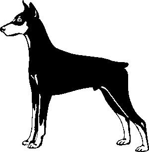 Dobermann