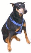 Dobermann dog graphics