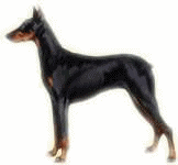 Dobermann dog graphics