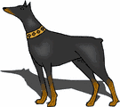 Dobermann dog graphics