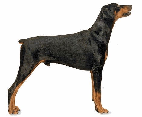 Dobermann